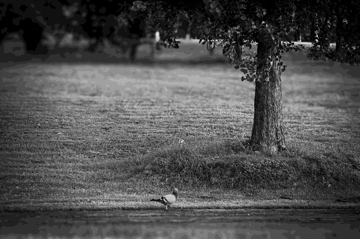 《鸽行》:晨跑见悠然之鸽,取非中心构图而摄之