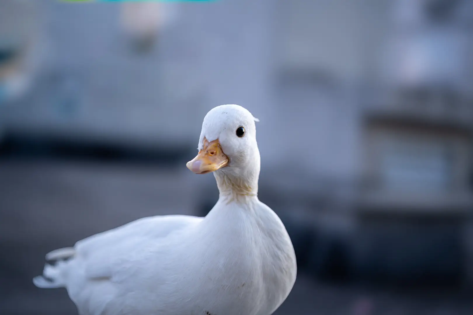 图片测试：J君养的宠物可达鸭