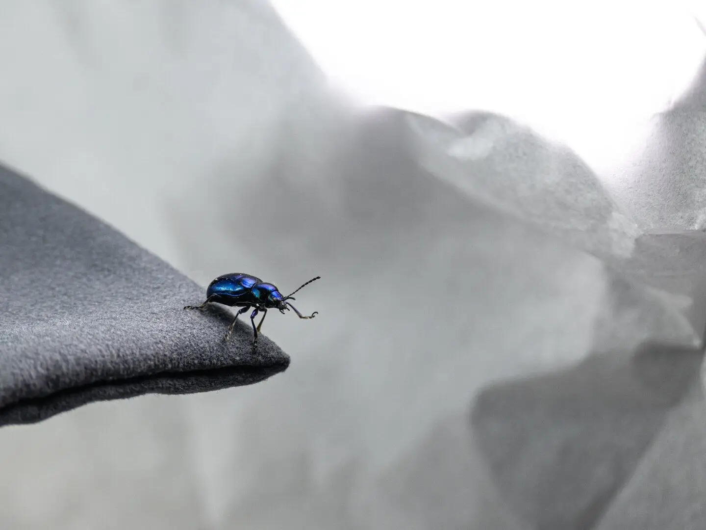 观草木虫鱼鸟兽